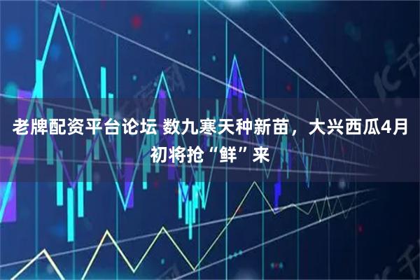 老牌配资平台论坛 数九寒天种新苗，大兴西瓜4月初将抢“鲜”来